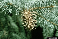Cooley Spruce Gall Adelgid